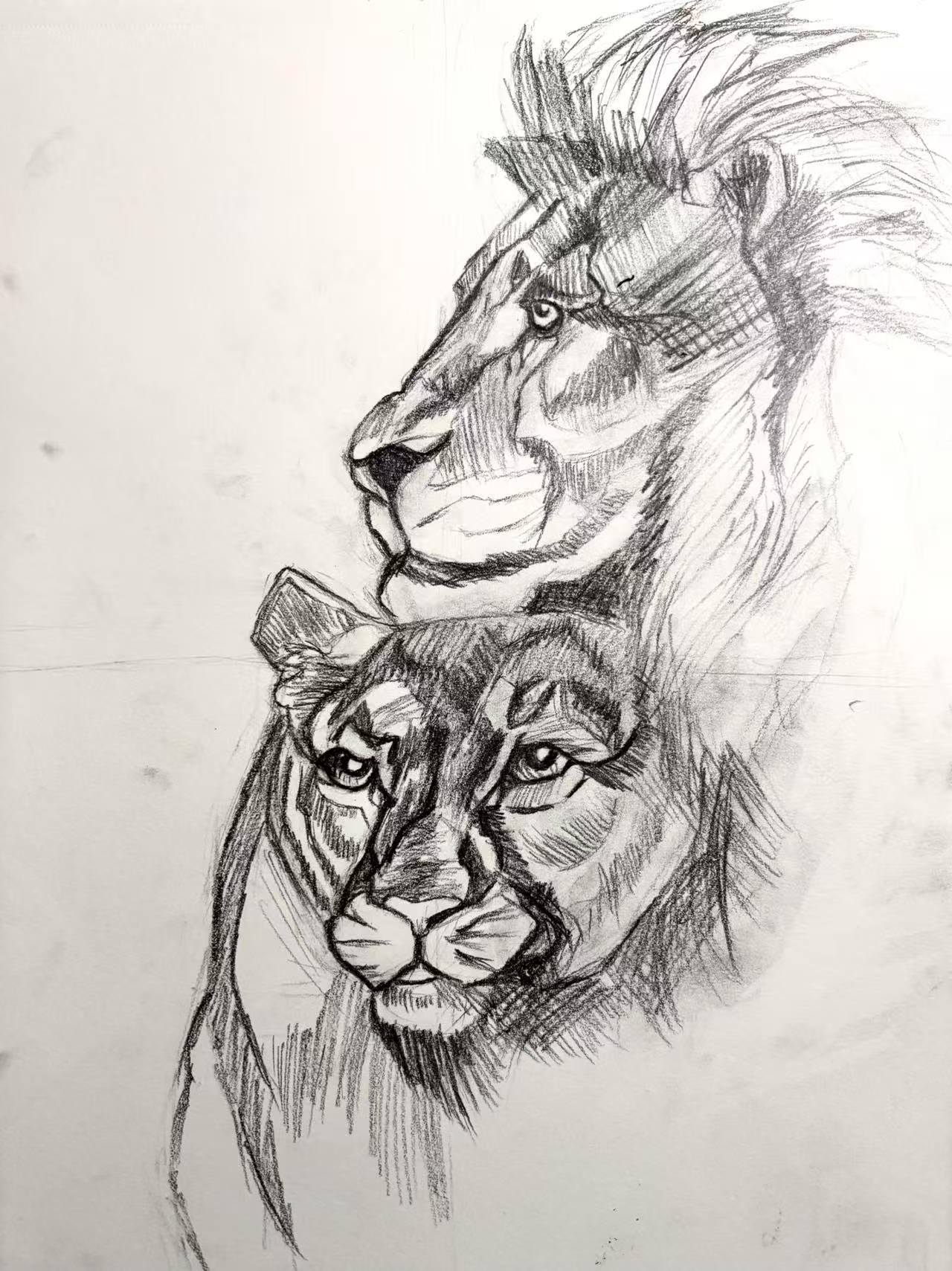 Lion and Lioness — graphite