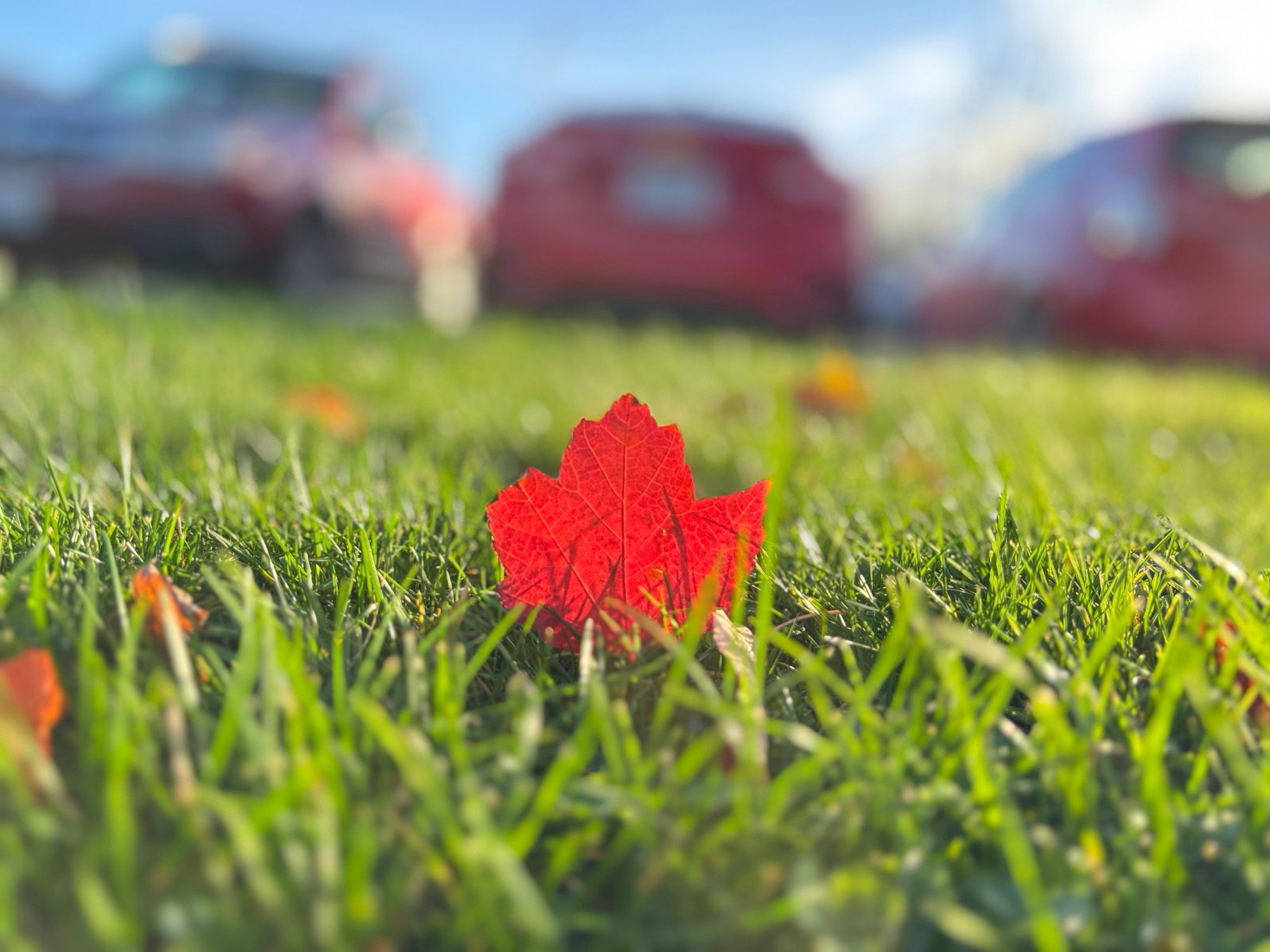 Red maple leaf