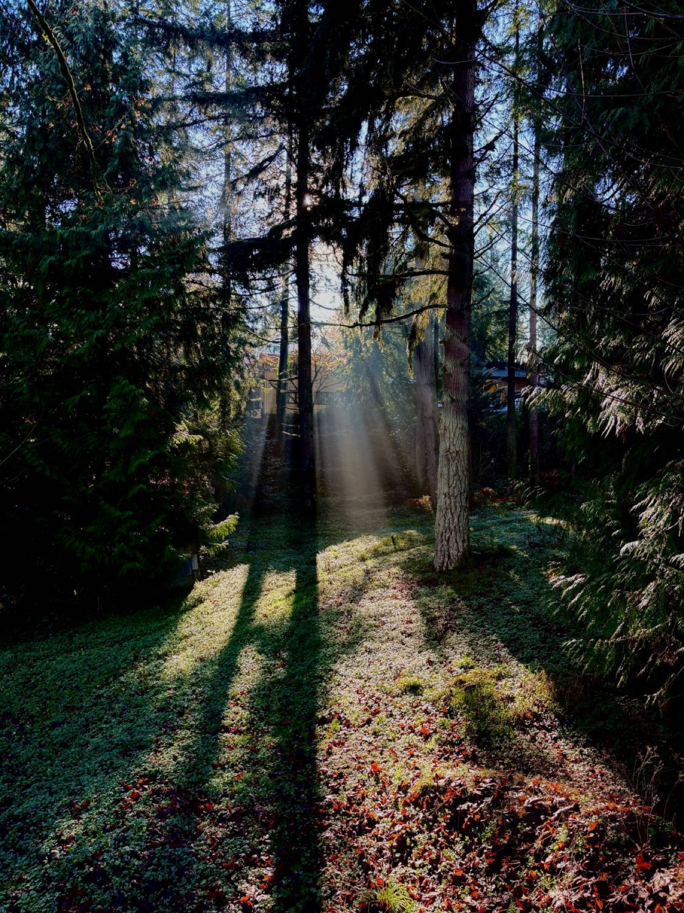 Light through the forest