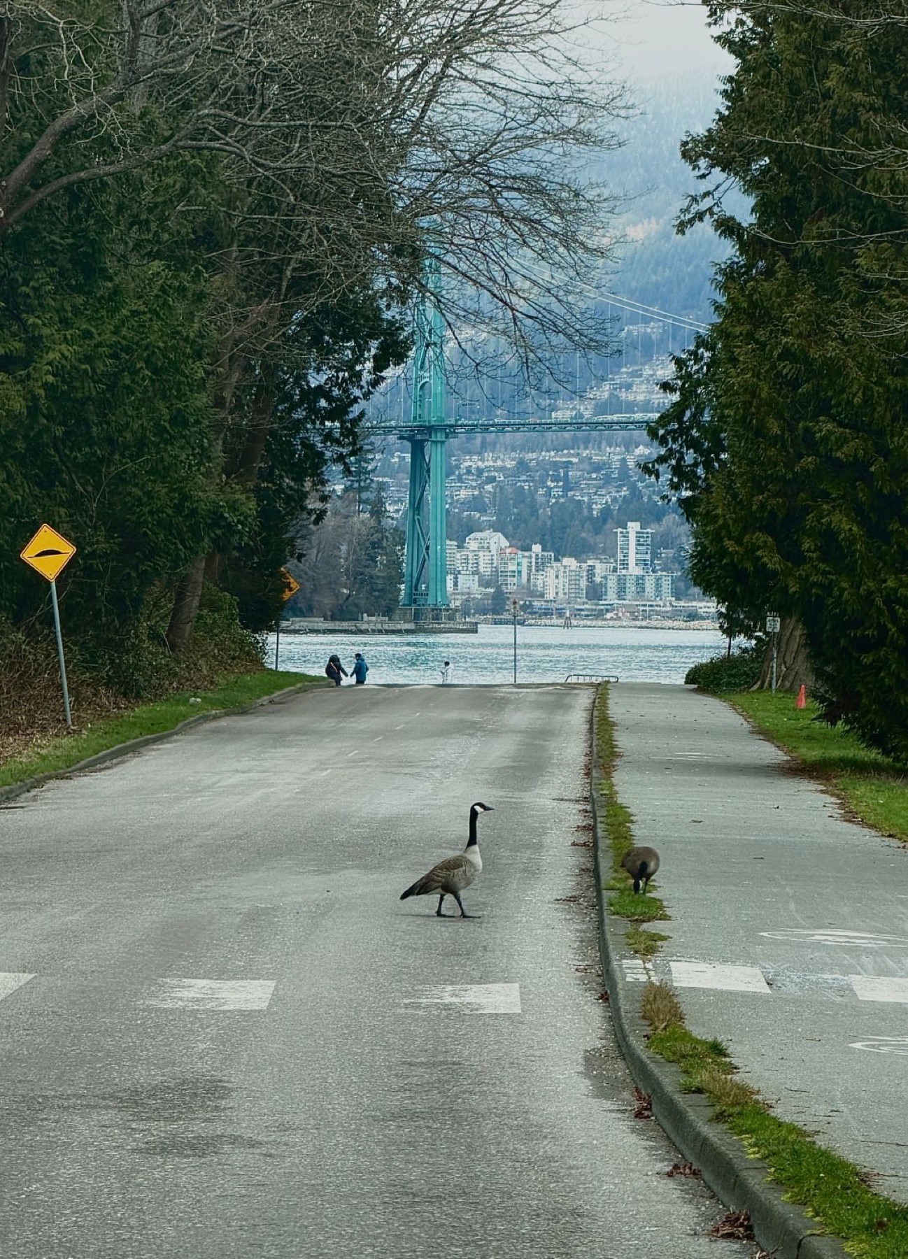 Geese crossing, Lions Gate Bridge — Stanley Park