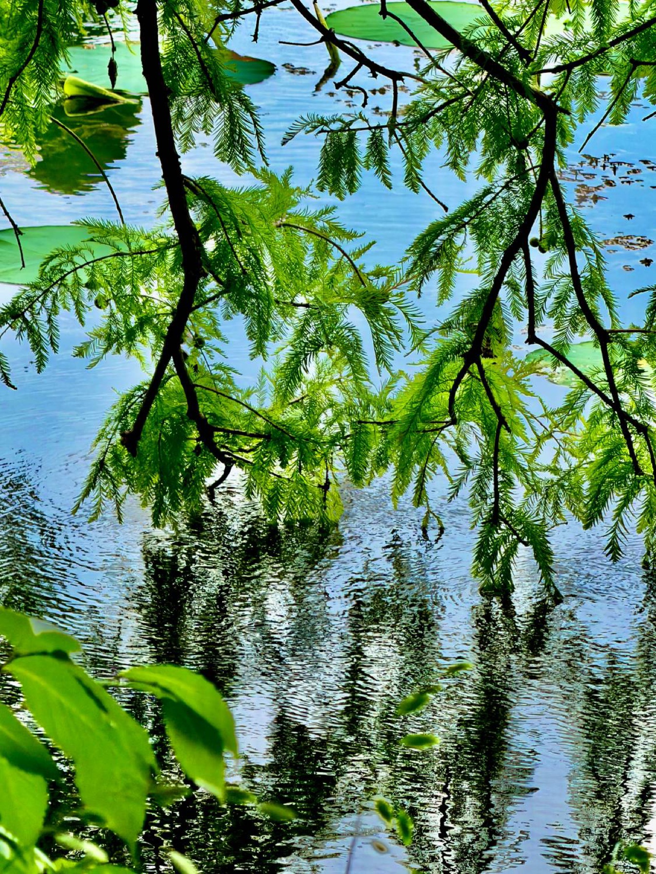 Bald cypress over the water